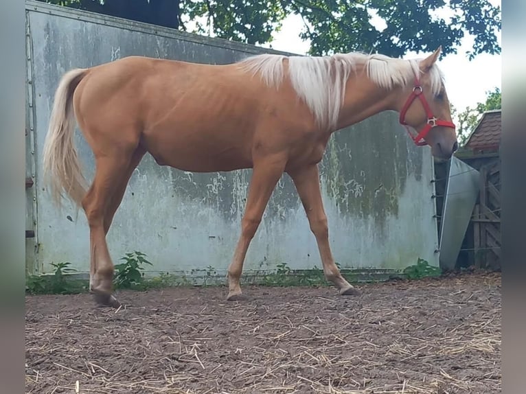 Quarter Pony Mare 2 years 15.1 hh Palomino in Sögel