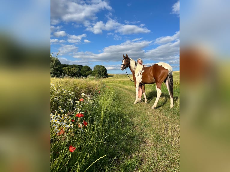 Quarter Pony Mare 2 years 15 hh Pinto in Ilmtal