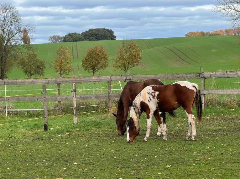 Quarter Pony Mare 2 years 15 hh Pinto in Ilmtal