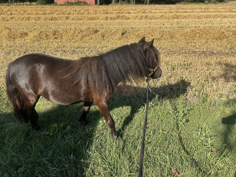 Quarter Pony Mix Mare 3 years 12.2 hh Black in Verl