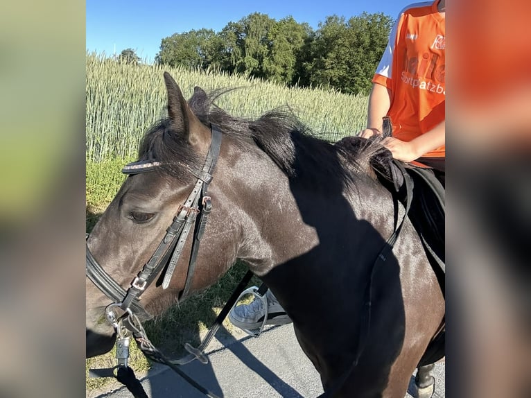 Quarter Pony Mix Mare 3 years 12.2 hh Black in Verl