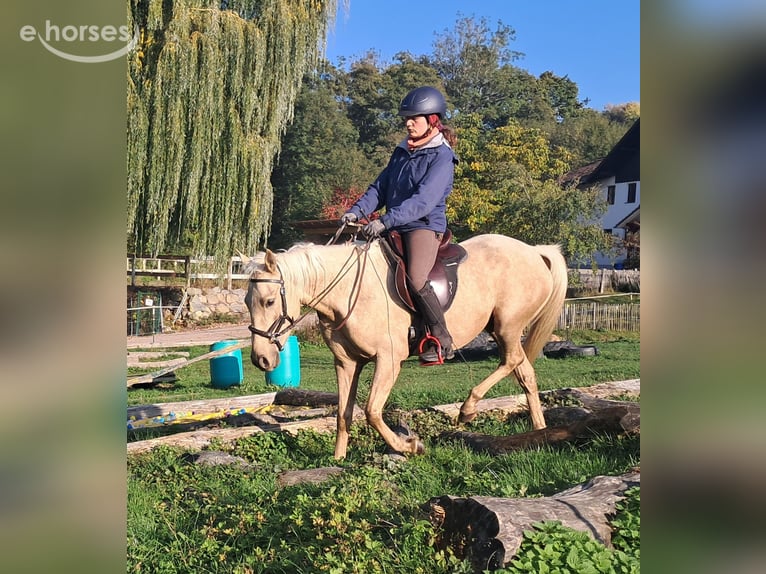 Quarter Pony Mare 3 years 13.3 hh Palomino in Bayerbach