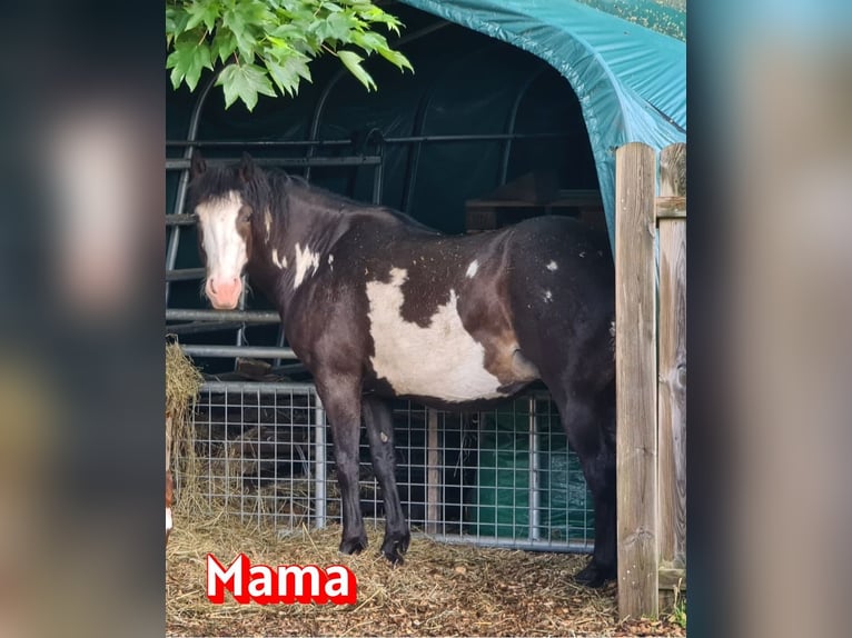 Quarter Pony Mare 3 years 13,1 hh Pinto in K&#xF6;rle