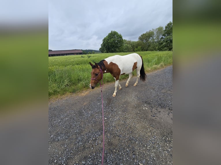 Quarter Pony Mare 3 years 13,1 hh Pinto in K&#xF6;rle