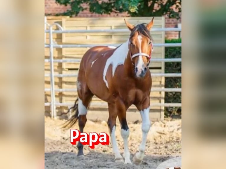 Quarter Pony Mare 3 years 13,1 hh Pinto in K&#xF6;rle