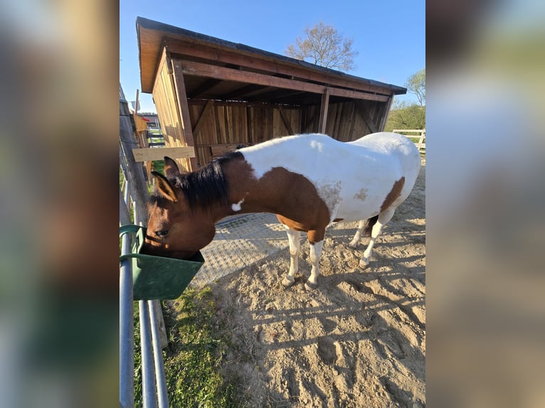 Quarter Pony Mare 3 years 13,1 hh Pinto in K&#xF6;rle