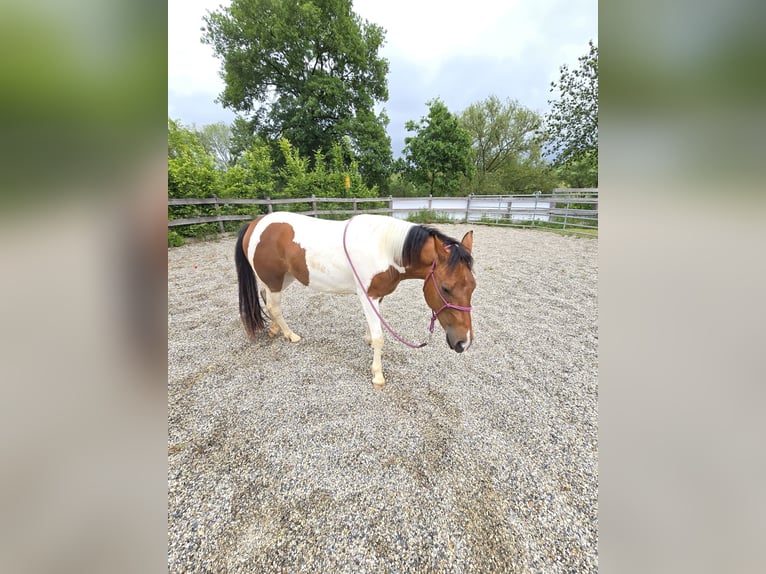 Quarter Pony Mare 3 years 13,1 hh Pinto in K&#xF6;rle