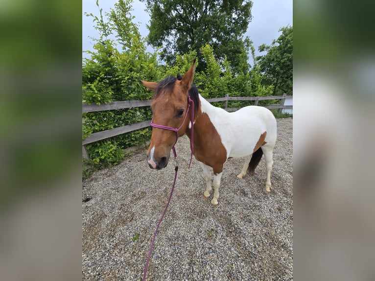 Quarter Pony Mare 3 years 13,1 hh Pinto in K&#xF6;rle