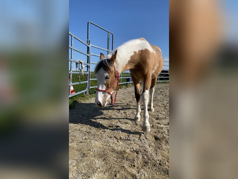 Quarter Pony Mare 3 years 14.1 hh Pinto in Grieskirchen