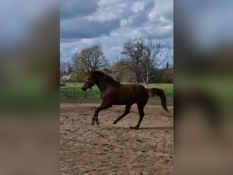Quarter Pony Mare 3 years 14.2 hh Chestnut-Red in Lage