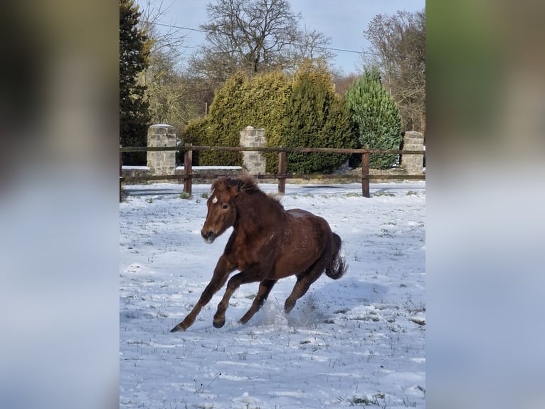 Quarter Pony Mix Mare 3 years 14.2 hh Chestnut-Red in Lage
