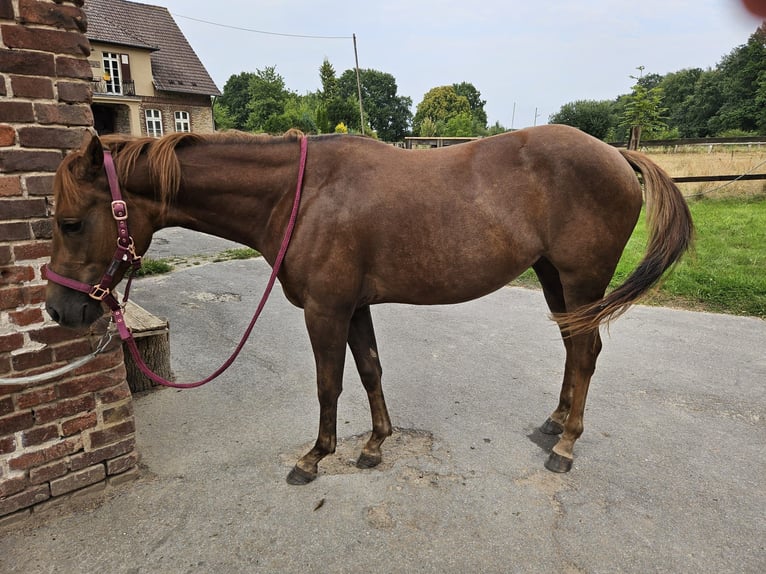 Quarter Pony Mix Mare 3 years 14,2 hh Chestnut-Red in Lage