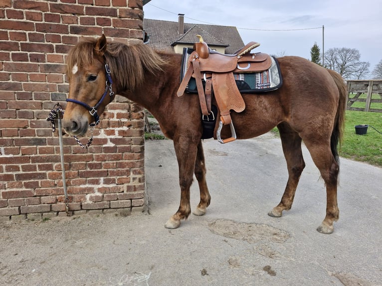Quarter Pony Mix Mare 3 years 14,2 hh Chestnut-Red in Lage