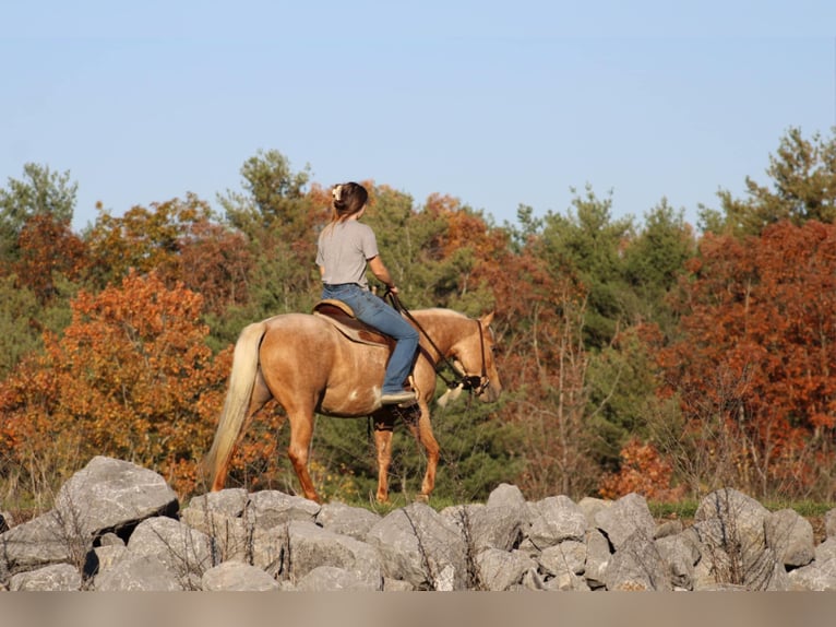 Quarter Pony Mare 4 years 13,3 hh Palomino in Rebersburg