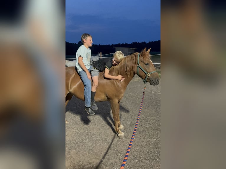 Quarter Pony Mare 4 years 13 hh Chestnut-Red in Woodruff wi