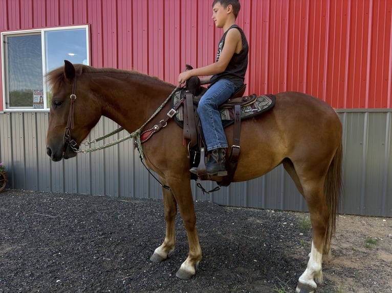 Quarter Pony Mare 4 years 13 hh Chestnut-Red in Woodruff wi