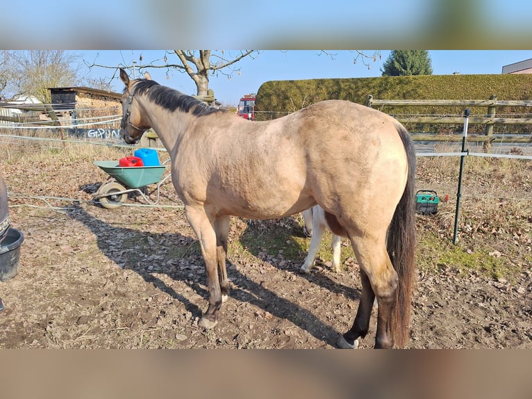 Quarter Pony Mare 4 years 14.3 hh Buckskin in Braunsbedra
