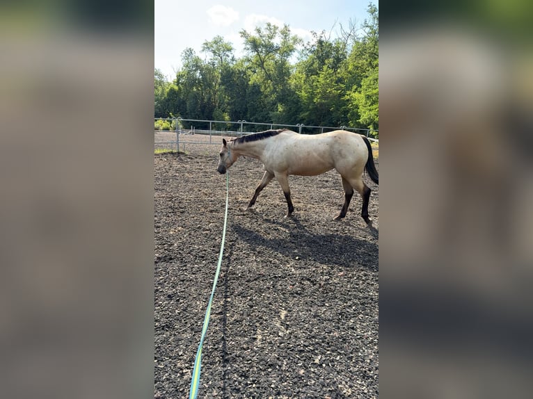 Quarter Pony Mare 4 years 14.3 hh Buckskin in Braunsbedra