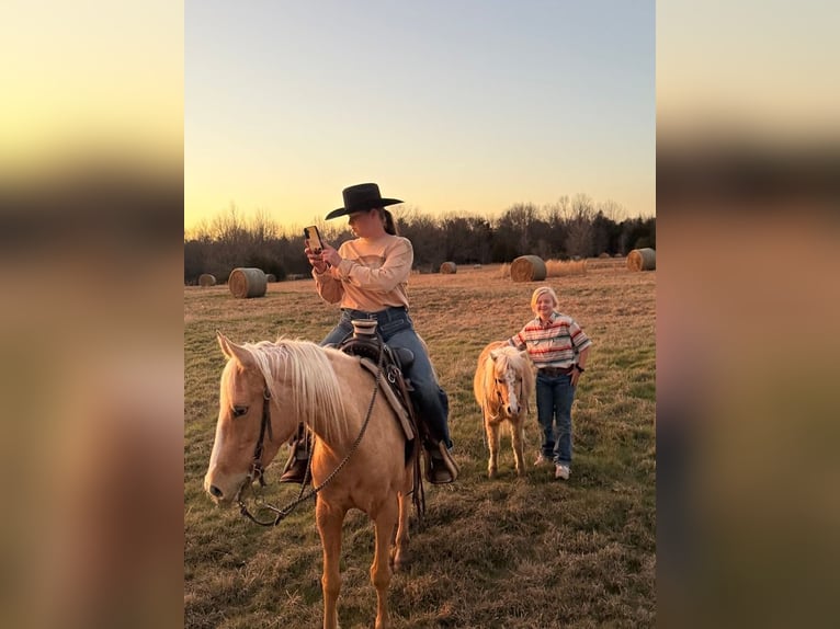 Quarter Pony Mare 4 years 14 hh Palomino in Antlers