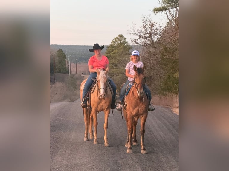 Quarter Pony Mare 4 years 14 hh Palomino in Antlers
