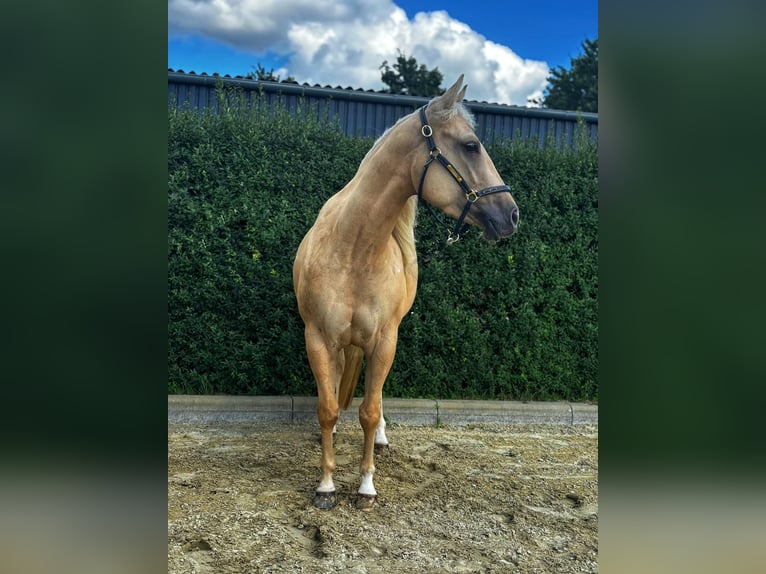 Quarter Pony Mare 4 years 14,2 hh Palomino in Bad Laer