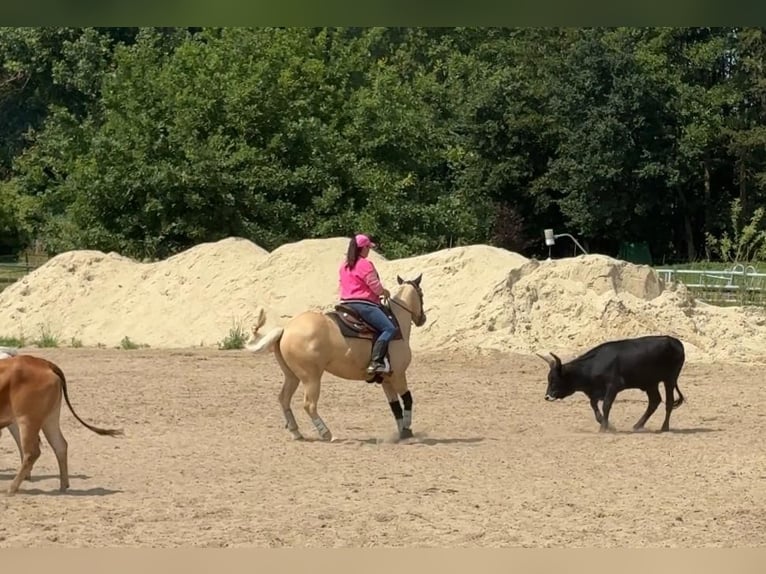 Quarter Pony Mare 4 years 14,2 hh Palomino in Bad Laer