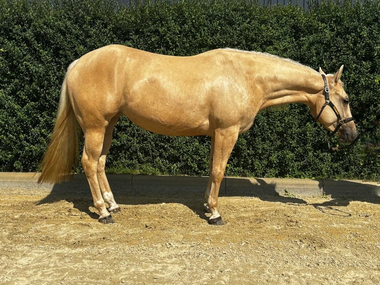 Quarter Pony Mare 4 years 14,2 hh Palomino in Bad Laer