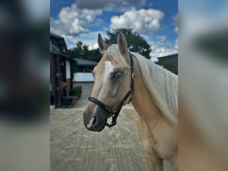 Quarter Pony Mare 4 years 14,2 hh Palomino in Bad Laer