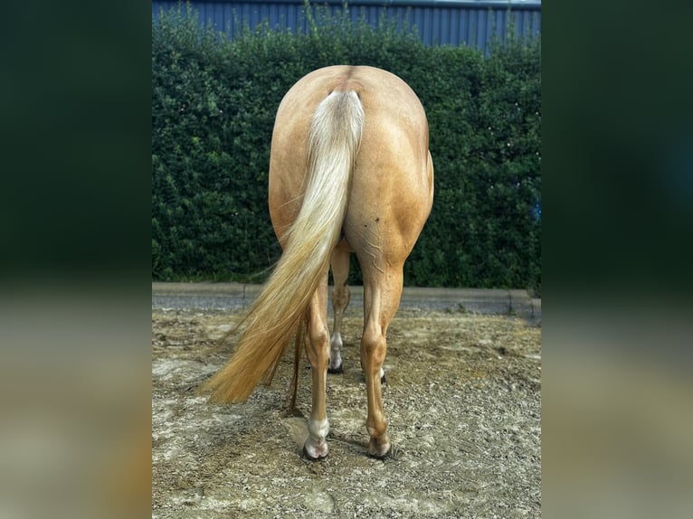 Quarter Pony Mare 4 years 14,2 hh Palomino in Bad Laer