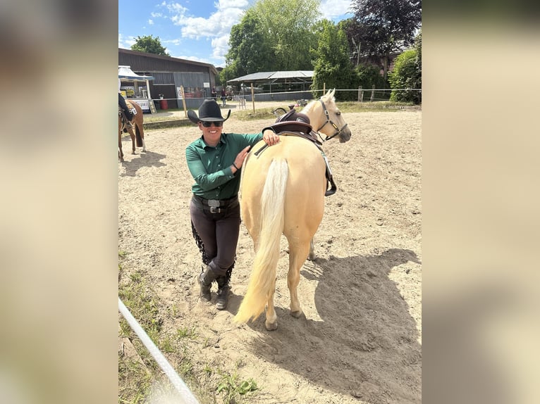 Quarter Pony Mare 4 years 14,2 hh Palomino in Bad Laer