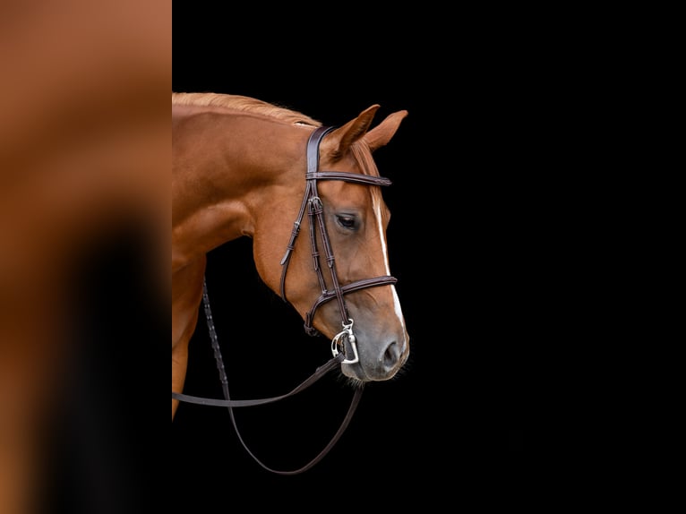 Quarter Pony Mare 4 years 15,2 hh Chestnut-Red in Monschau