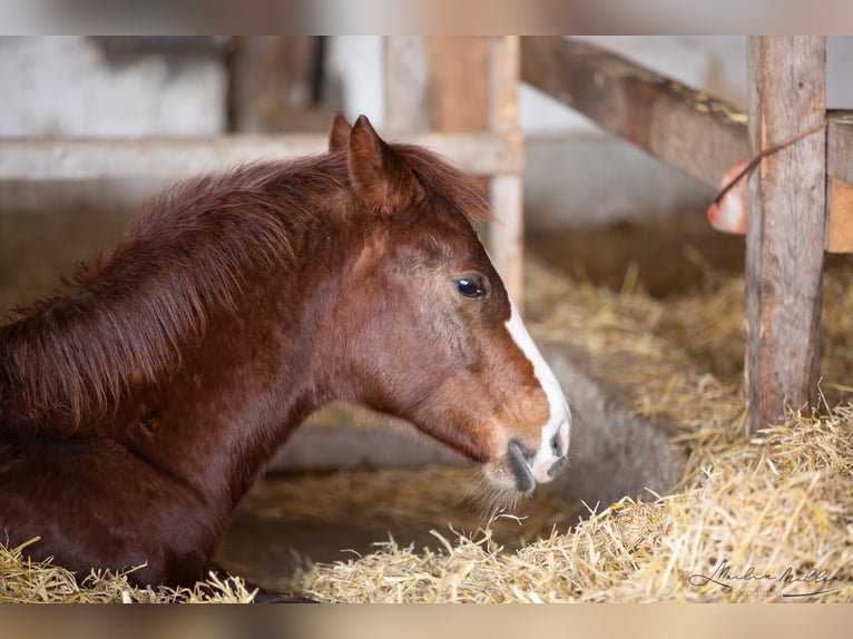 Quarter Pony Mare 4 years 15 hh Chestnut-Red in EigeltingenEigeltiu