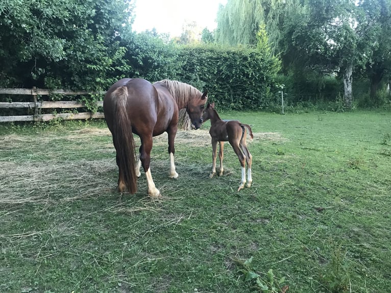 Quarter Pony Mare 4 years 15 hh Chestnut-Red in EigeltingenEigeltiu