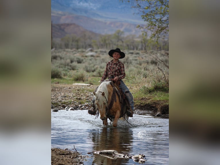 Quarter Pony Mare 4 years Palomino in Cody