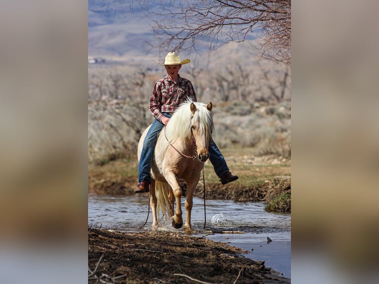 Quarter Pony Mare 4 years Palomino in Cody