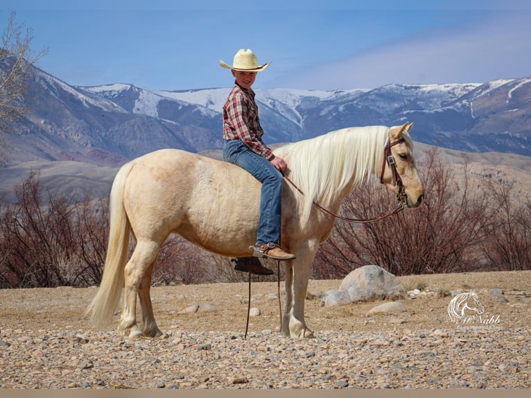 Quarter Pony Mare 4 years Palomino in Cody