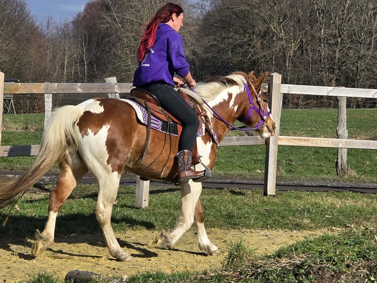 Quarter Pony Mare 4 years Pinto in Linkenbach