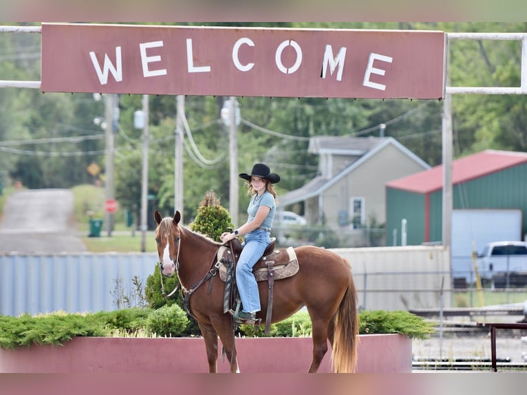 Quarter Pony Mare 5 years 13.2 hh Sorrel in Cabool