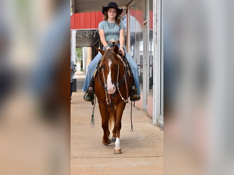 Quarter Pony Mare 5 years 13.2 hh Sorrel in Cabool