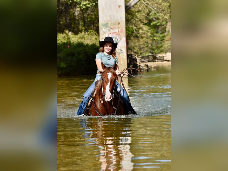 Quarter Pony Mare 5 years 13.2 hh Sorrel in Cabool
