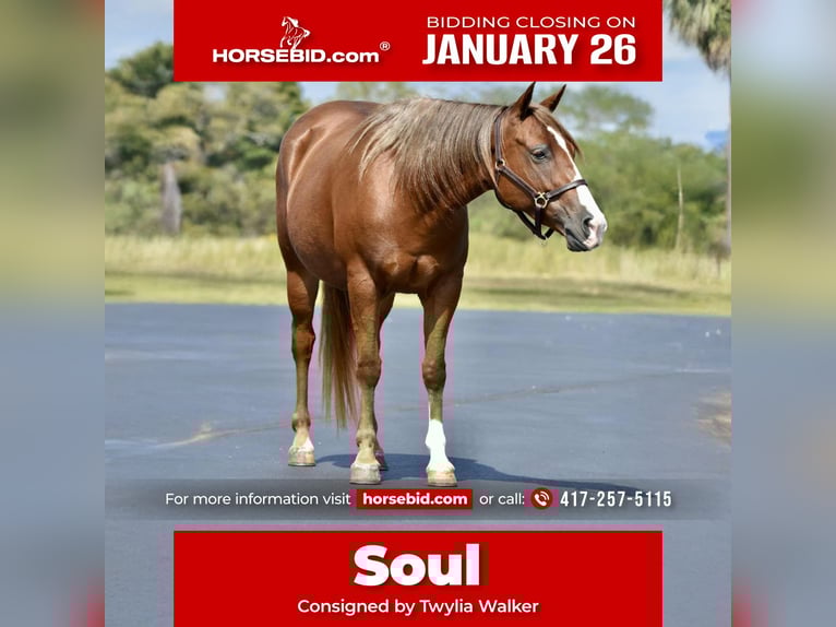 Quarter Pony Mare 5 years 13,2 hh Sorrel in Cabool