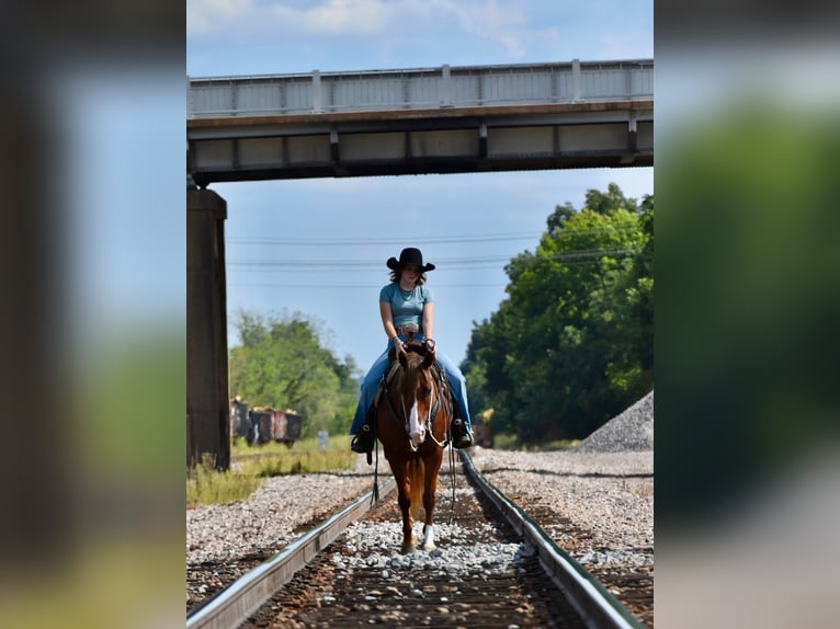 Quarter Pony Mare 5 years 13,2 hh Sorrel in Cabool