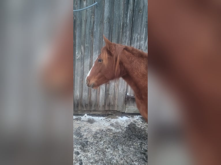 Quarter Pony Mare 5 years 14.1 hh Chestnut-Red in Karstädt, Prignitz