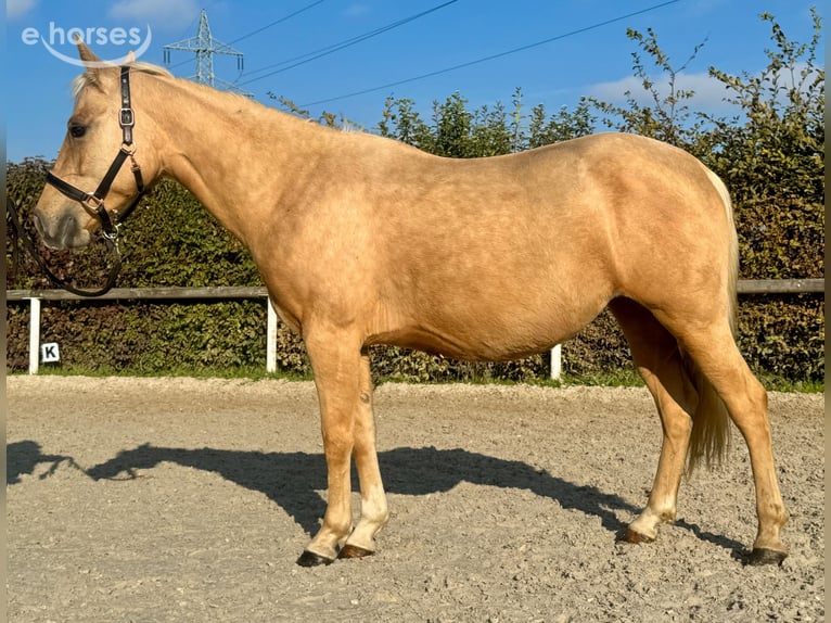Quarter Pony Mix Mare 5 years 14.1 hh Palomino in Neustadt (Wied)