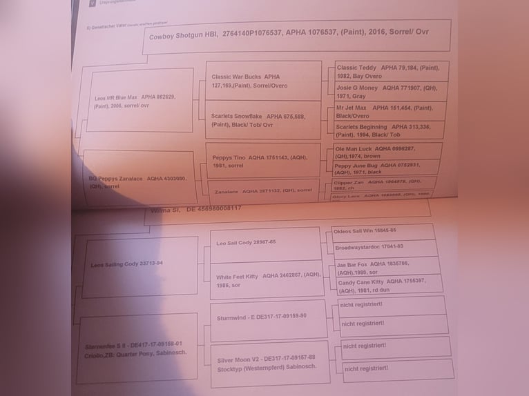 Quarter Pony Mare 5 years 14,1 hh Chestnut-Red in Prignitz