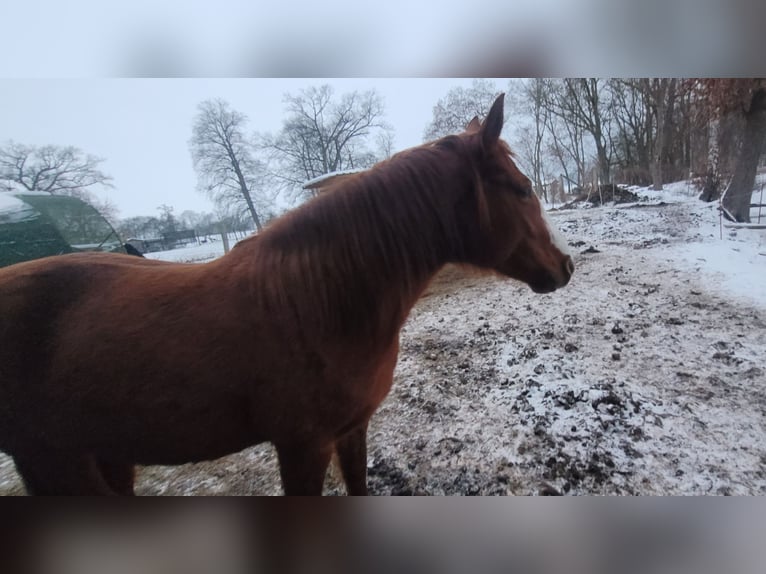 Quarter Pony Mare 5 years 14,1 hh Chestnut-Red in Prignitz