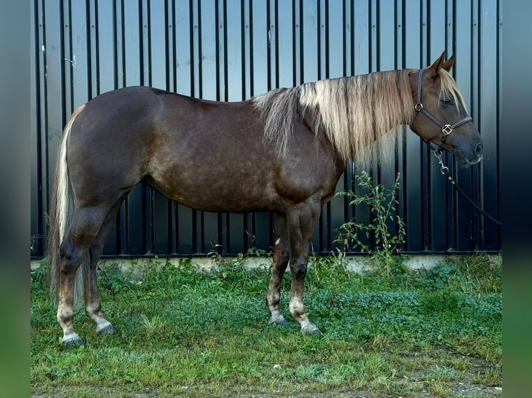 Quarter Pony Mare 5 years 14,1 hh Chestnut in Moordrecht
