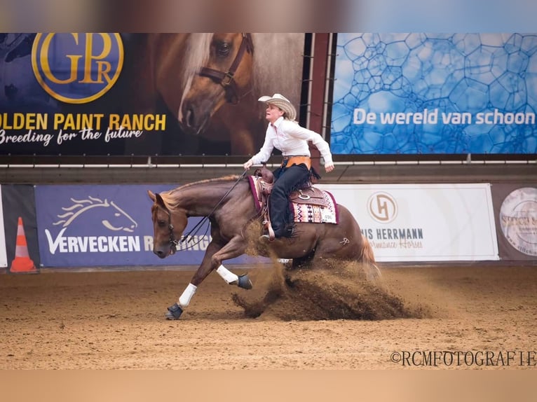 Quarter Pony Mare 5 years 14,1 hh Chestnut in Moordrecht