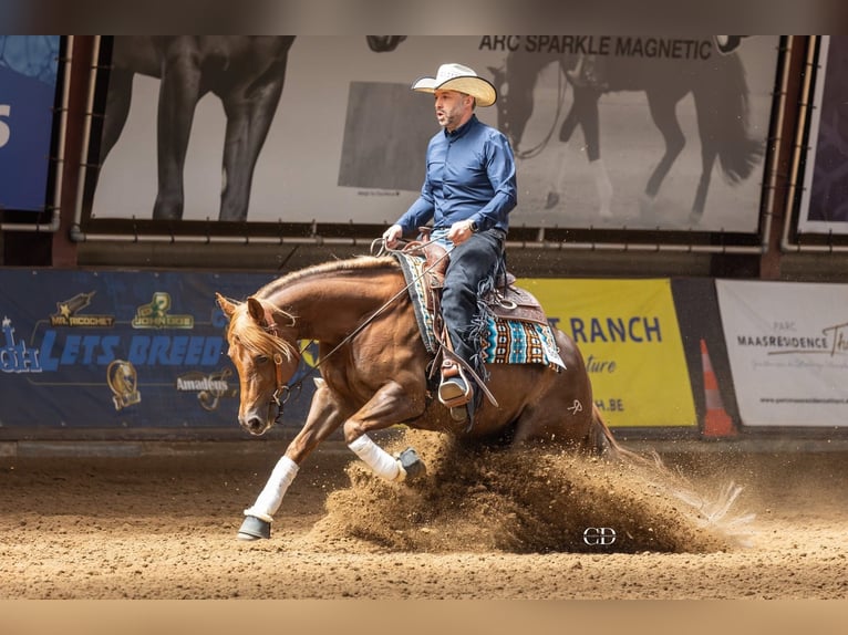 Quarter Pony Mare 5 years 14,1 hh Chestnut in Moordrecht
