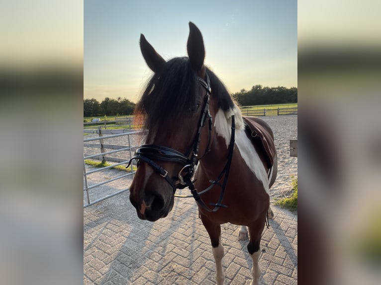 Quarter Pony Mare 5 years 15 hh Tobiano-all-colors in Rechtsupweg